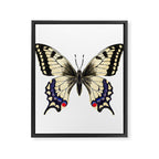 Swallowtail Butterfly - butterfly art, painted butterfly, butterfly design, sweet butterflies Framed Canvas Print Gallery Image 8