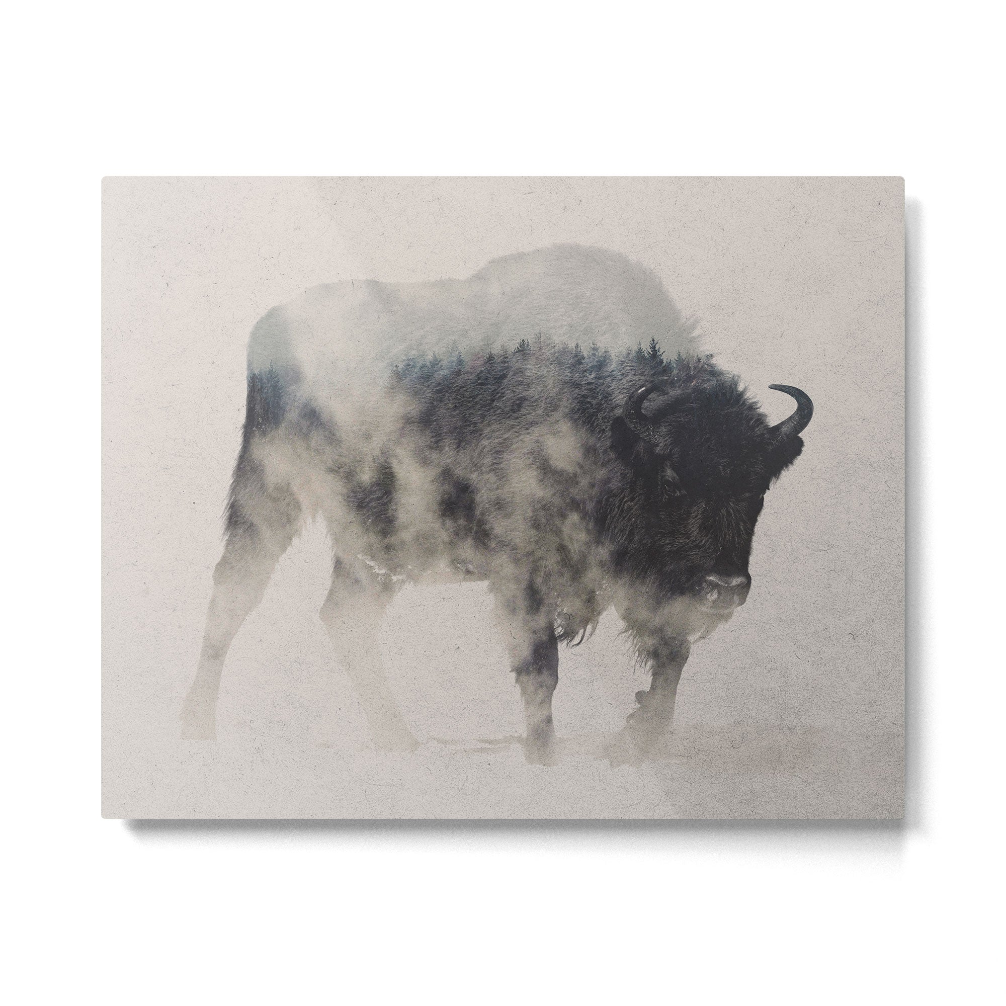 Bison In The Fog Metal Print Gallery Image 4