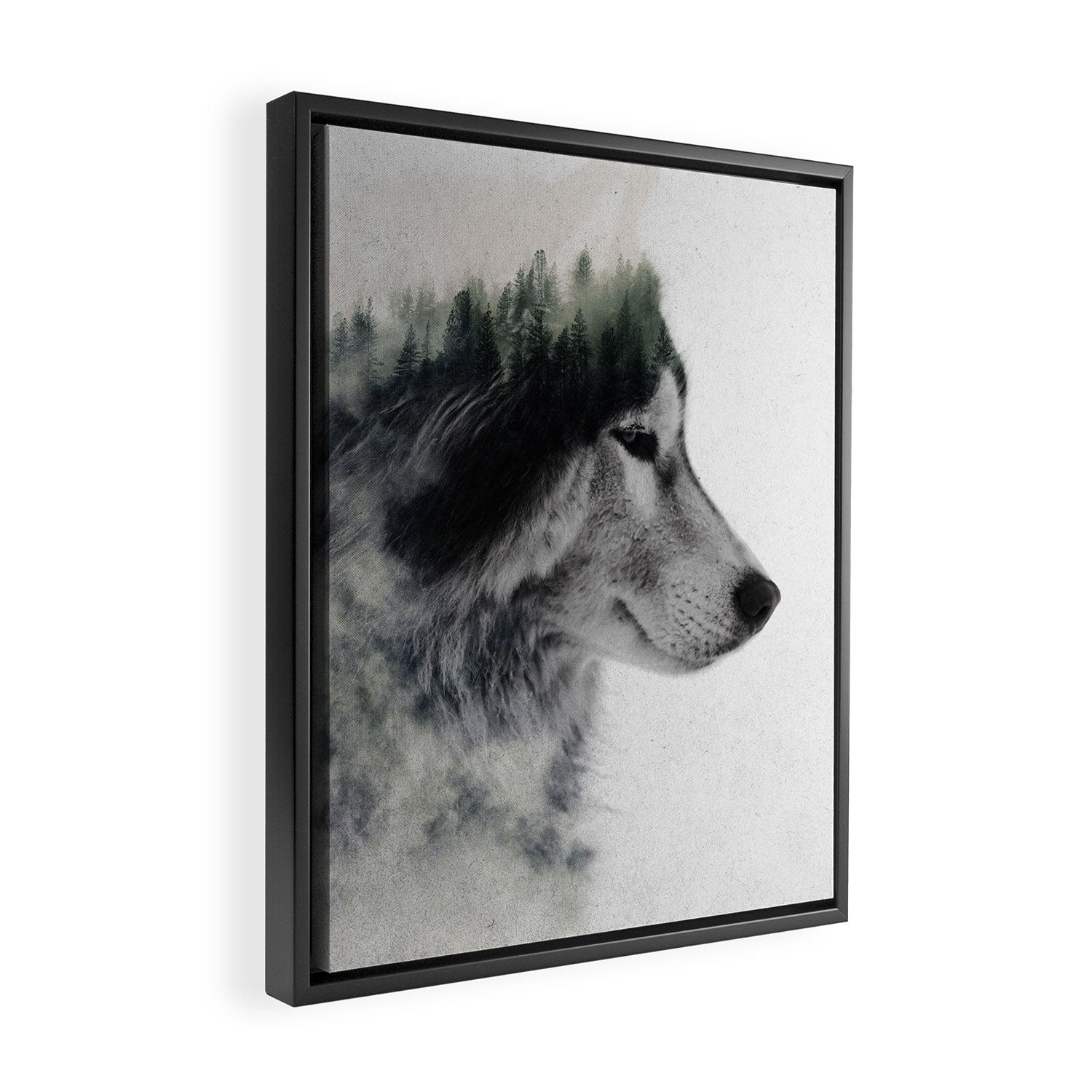Wolf Stare Framed Canvas Print Gallery Image 2