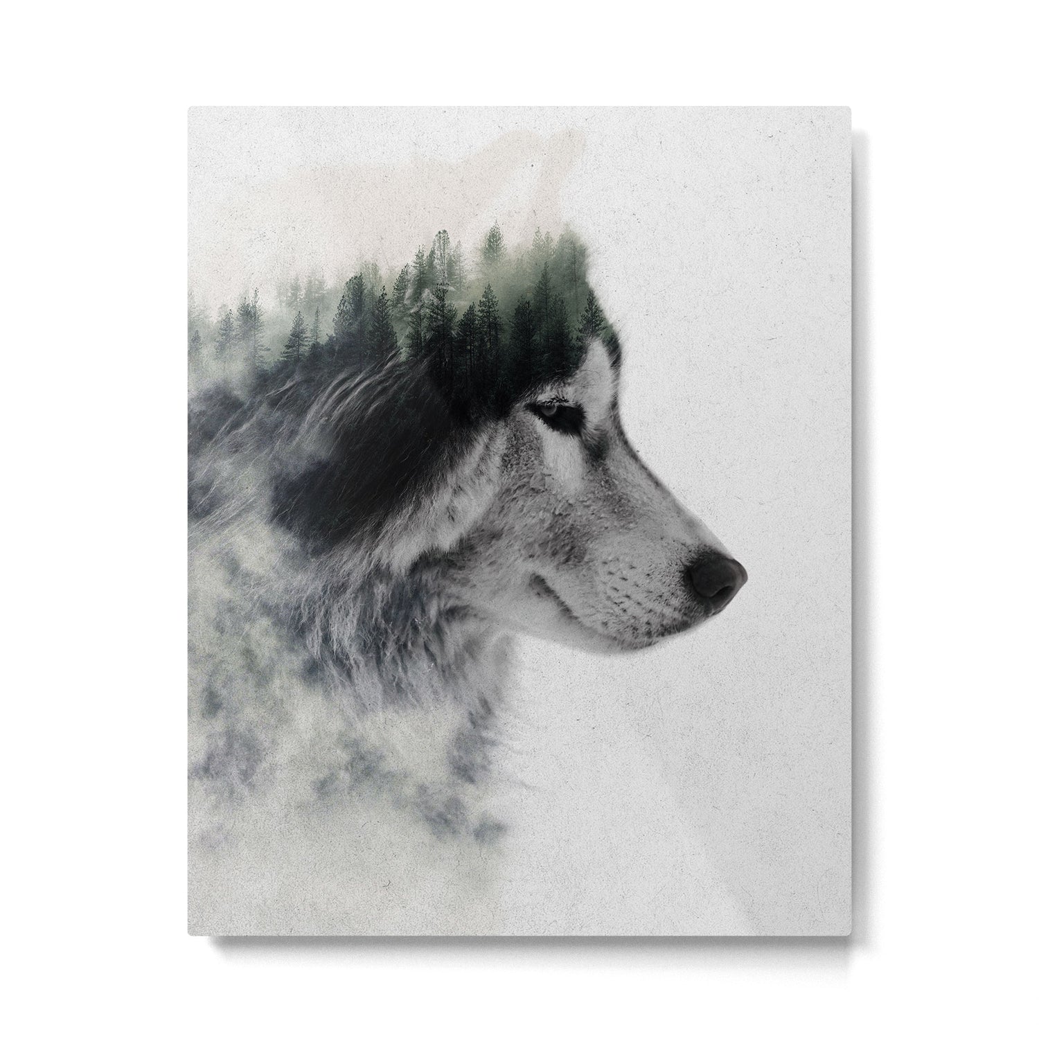 Wolf Stare Metal Print Gallery Image 4