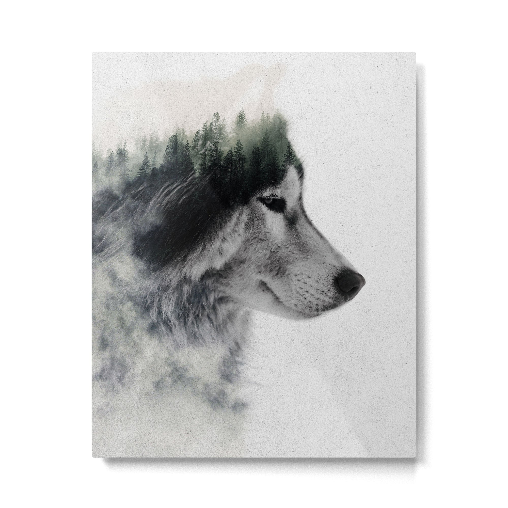 Wolf Stare Metal Print Gallery Image 4