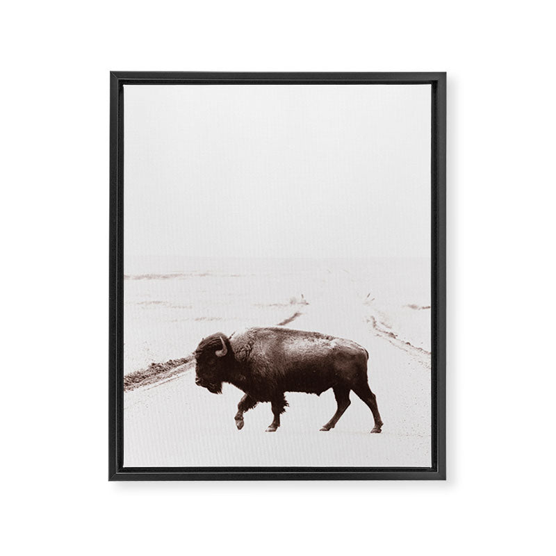 Bison 3 Framed Canvas Print Gallery Image 6