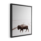 Bison 3 Framed Canvas Print Gallery Image 2