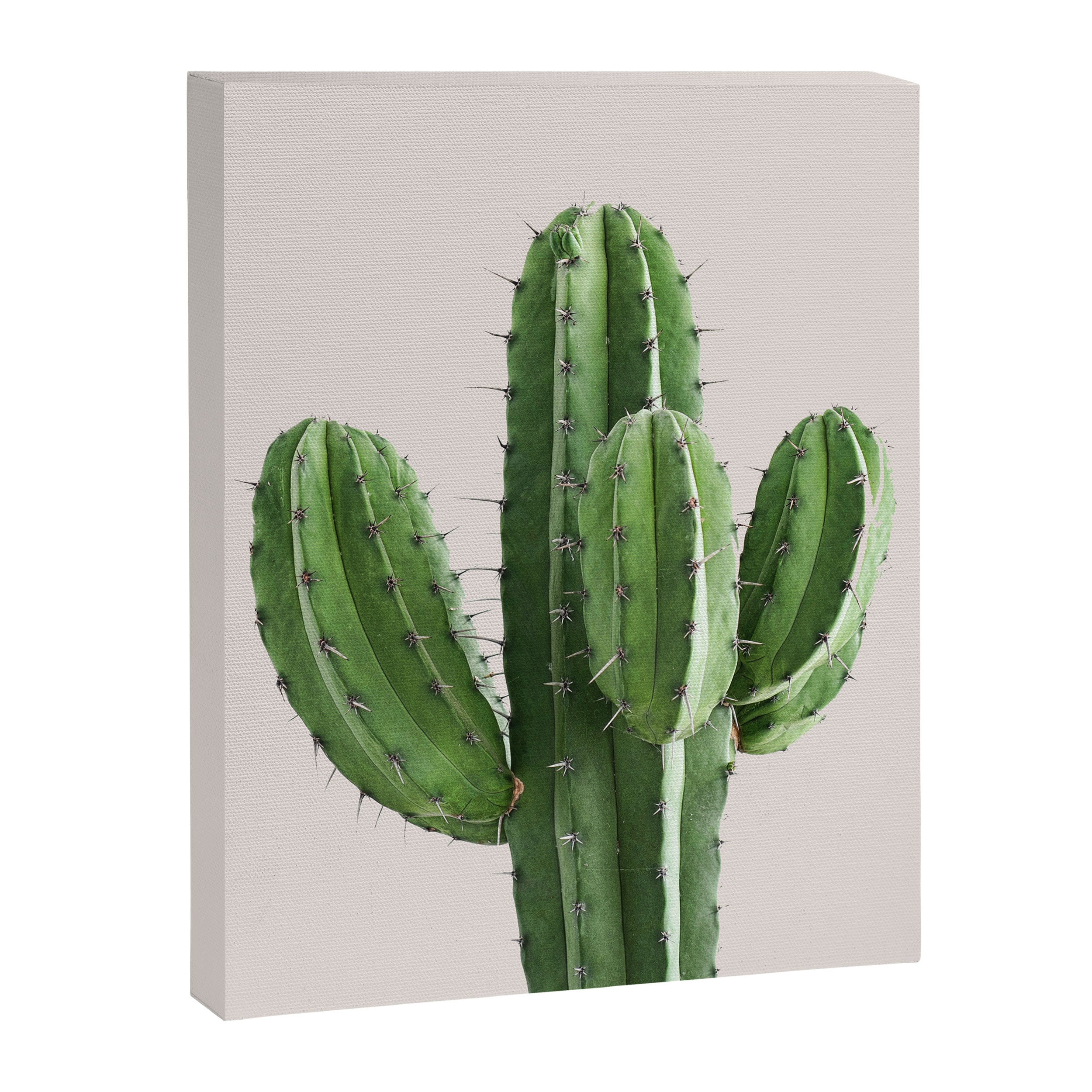 Cactus 4 Canvas Print Gallery Image 6