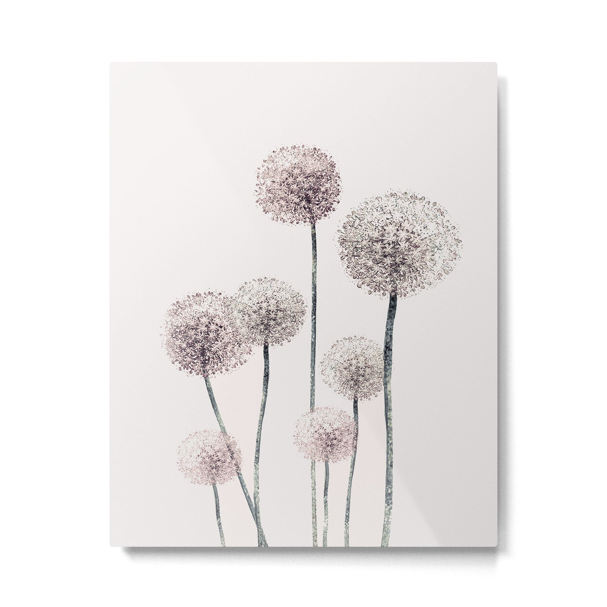 Dandelions Metal Print Gallery Image 4