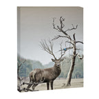 Deer Canvas Print Gallery Image 6