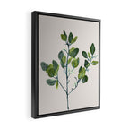 Eucalyptus Branch Framed Canvas Print Gallery Image 2