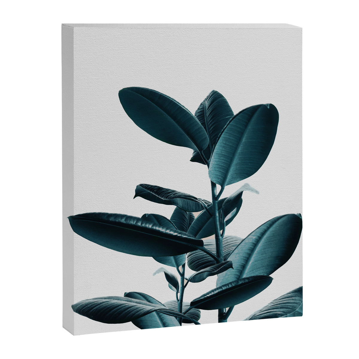 Ficus Canvas Print Gallery Image 6