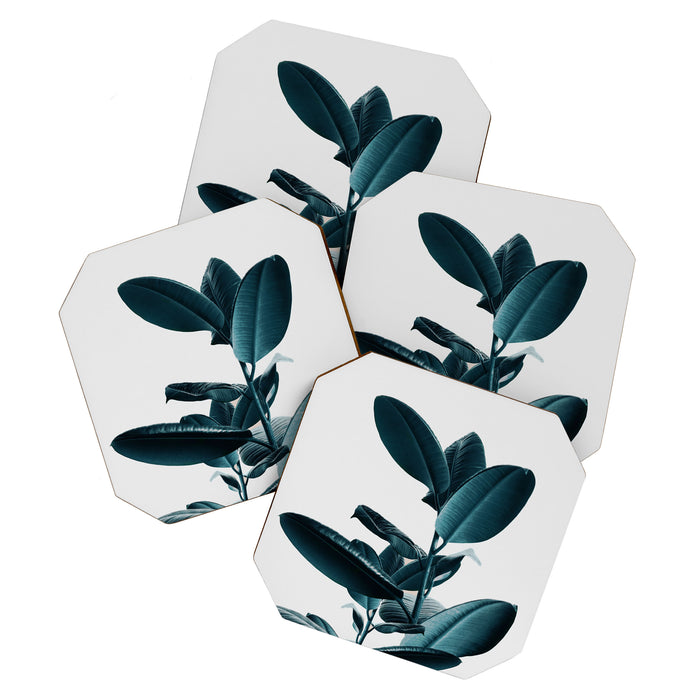 Ficus Coaster Gallery Image 1