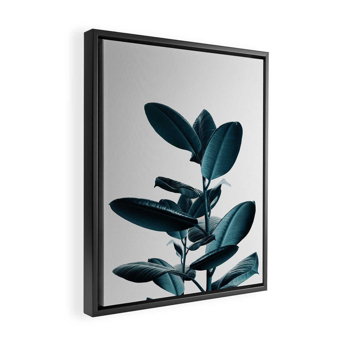 Ficus Framed Canvas Print Gallery Image 2