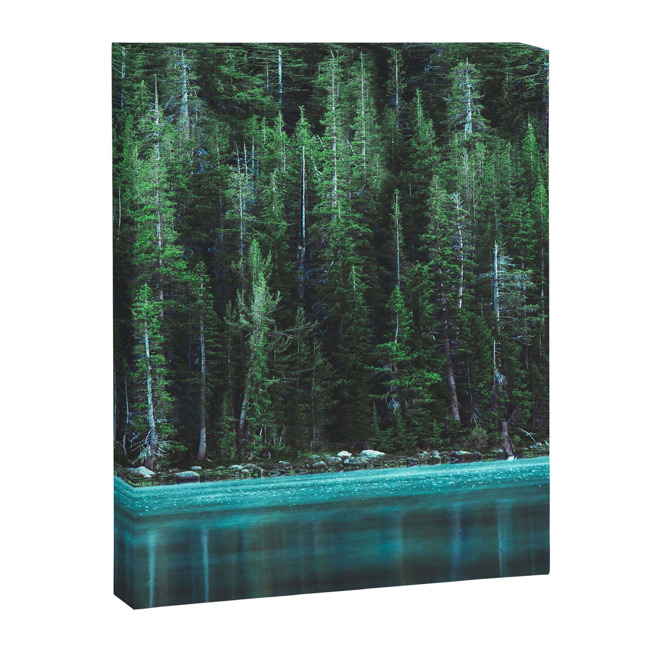 Forest 3 Canvas Print Gallery Image 6