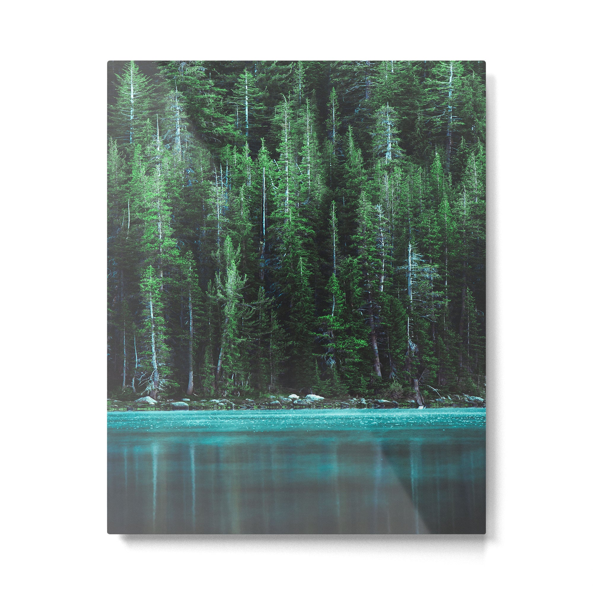 Forest 3 Metal Print Gallery Image 4