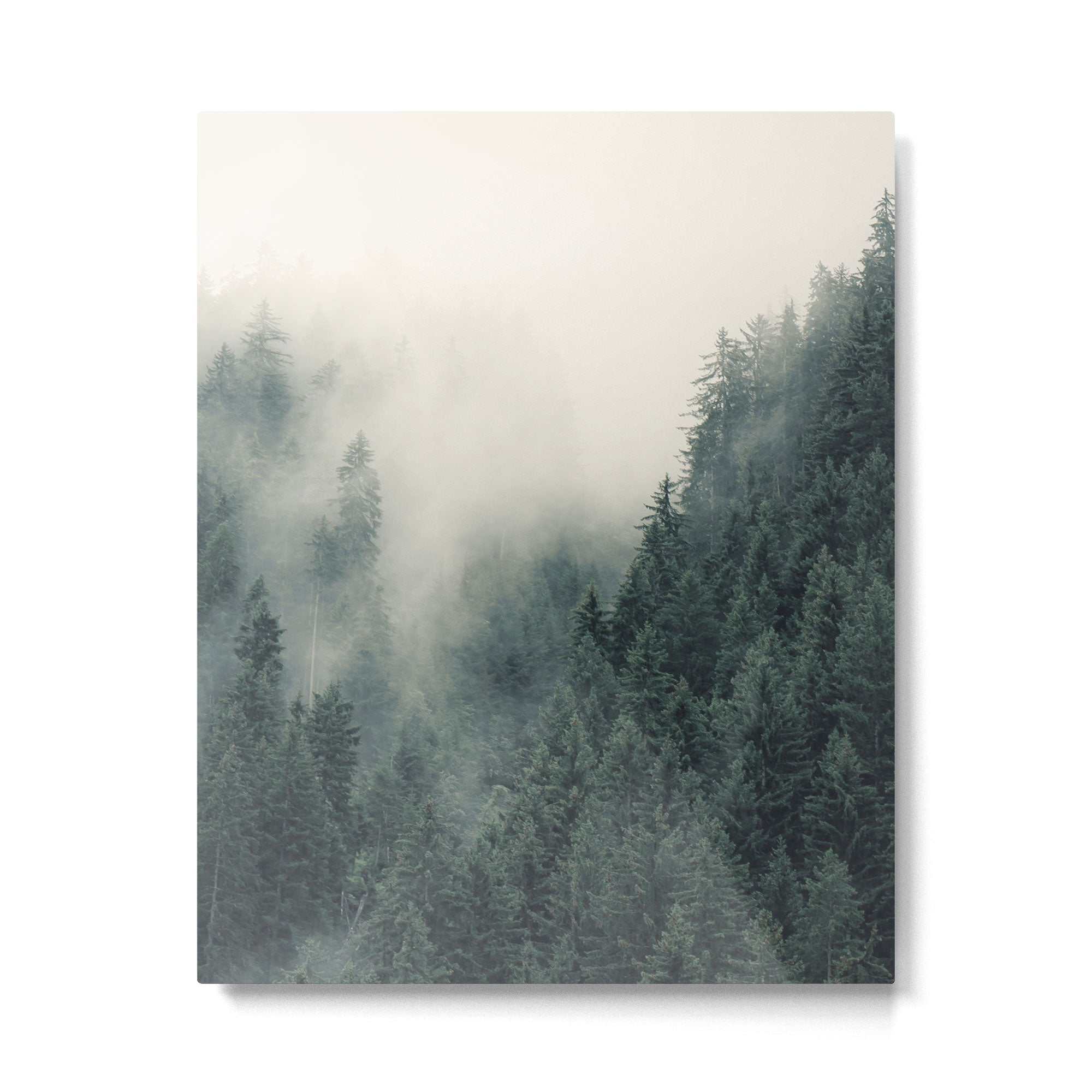 Misty Pines 2 Metal Print Gallery Image 4