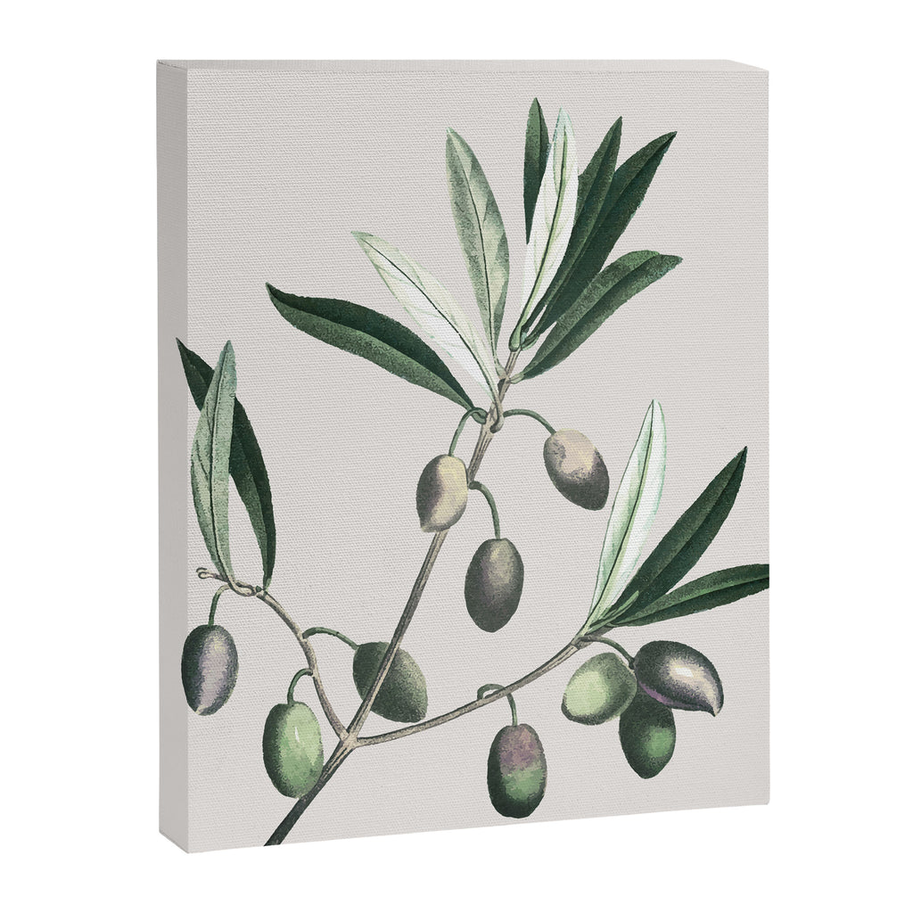 Olive Tree Branch Canvas Print Gallery Image 6