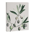Olive Tree Branch Canvas Print Gallery Image 6
