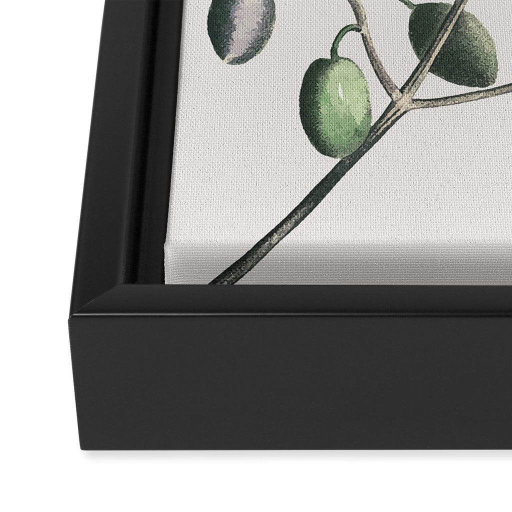 Olive Tree Branch Framed Canvas Print Gallery Image 3