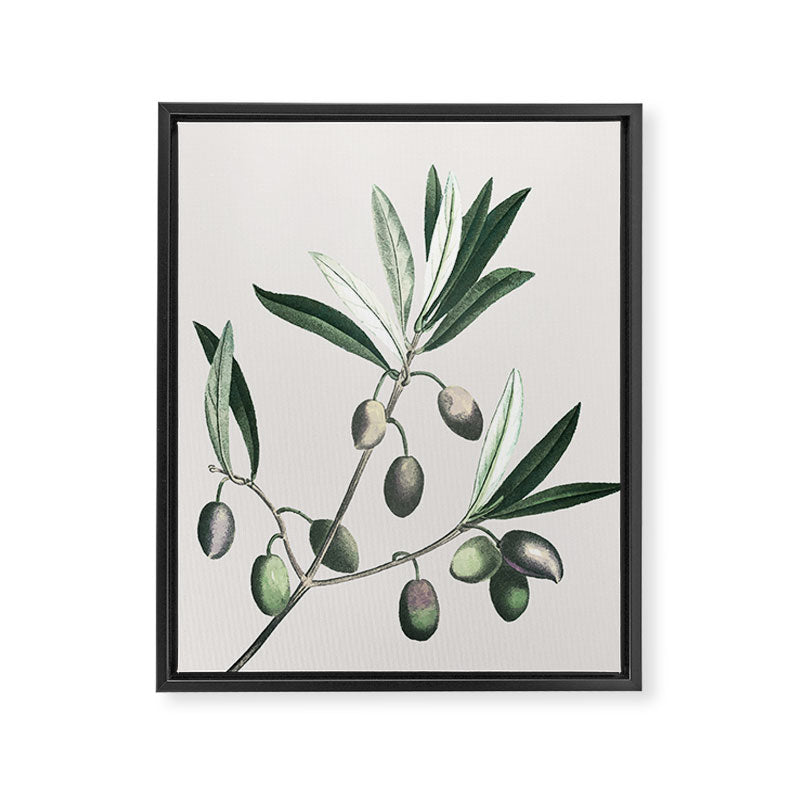 Olive Tree Branch Framed Canvas Print Gallery Image 6
