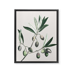 Olive Tree Branch Framed Canvas Print Gallery Image 6