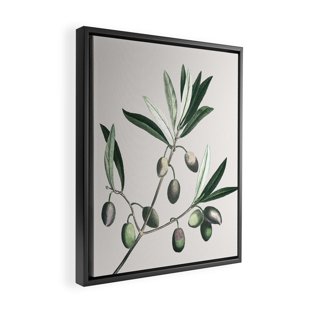 Olive Tree Branch Framed Canvas Print Gallery Image 2