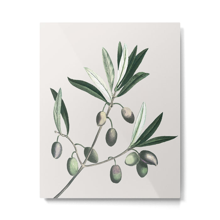 Olive Tree Branch Metal Print Gallery Image 1