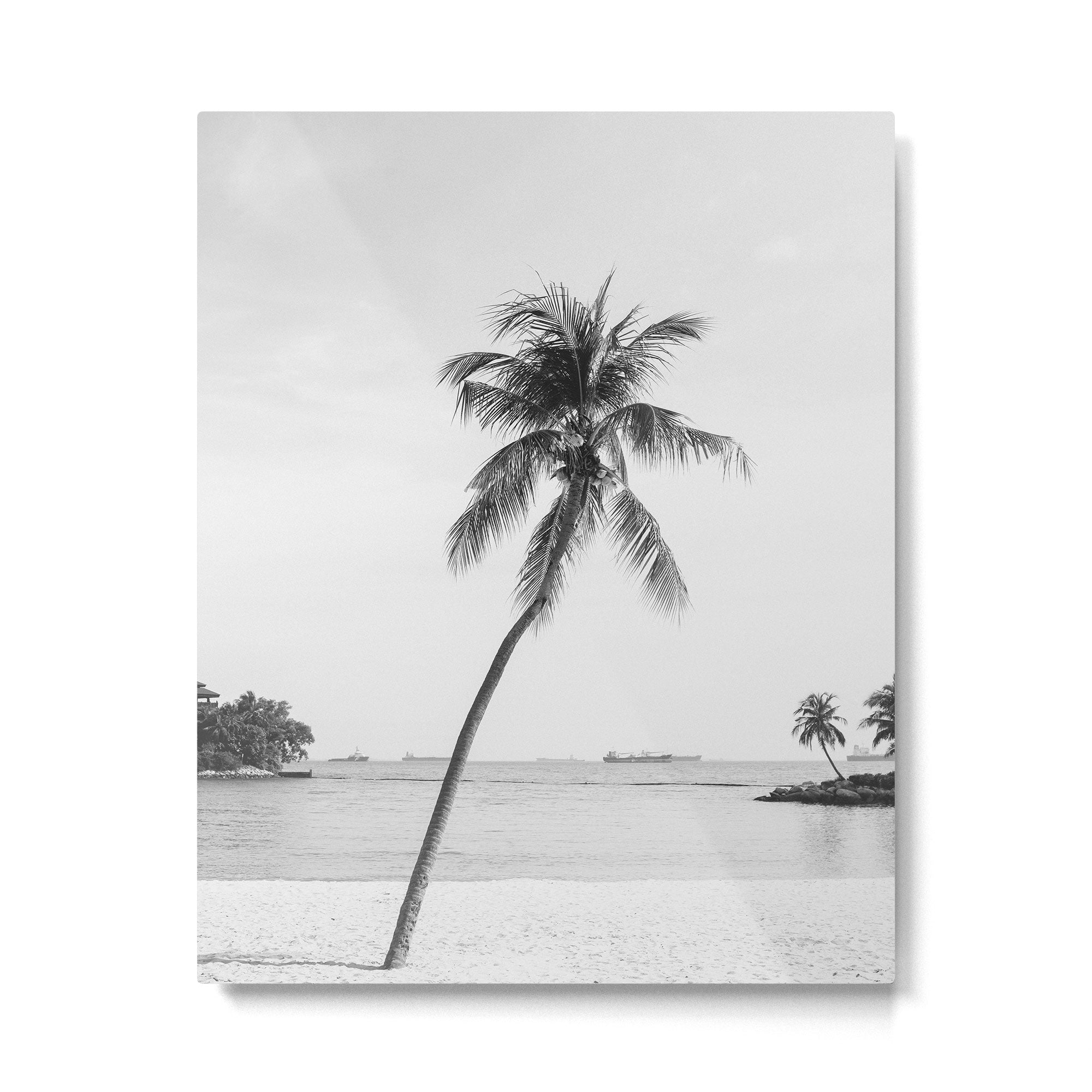 Palm Trees 16 Metal Print Gallery Image 4