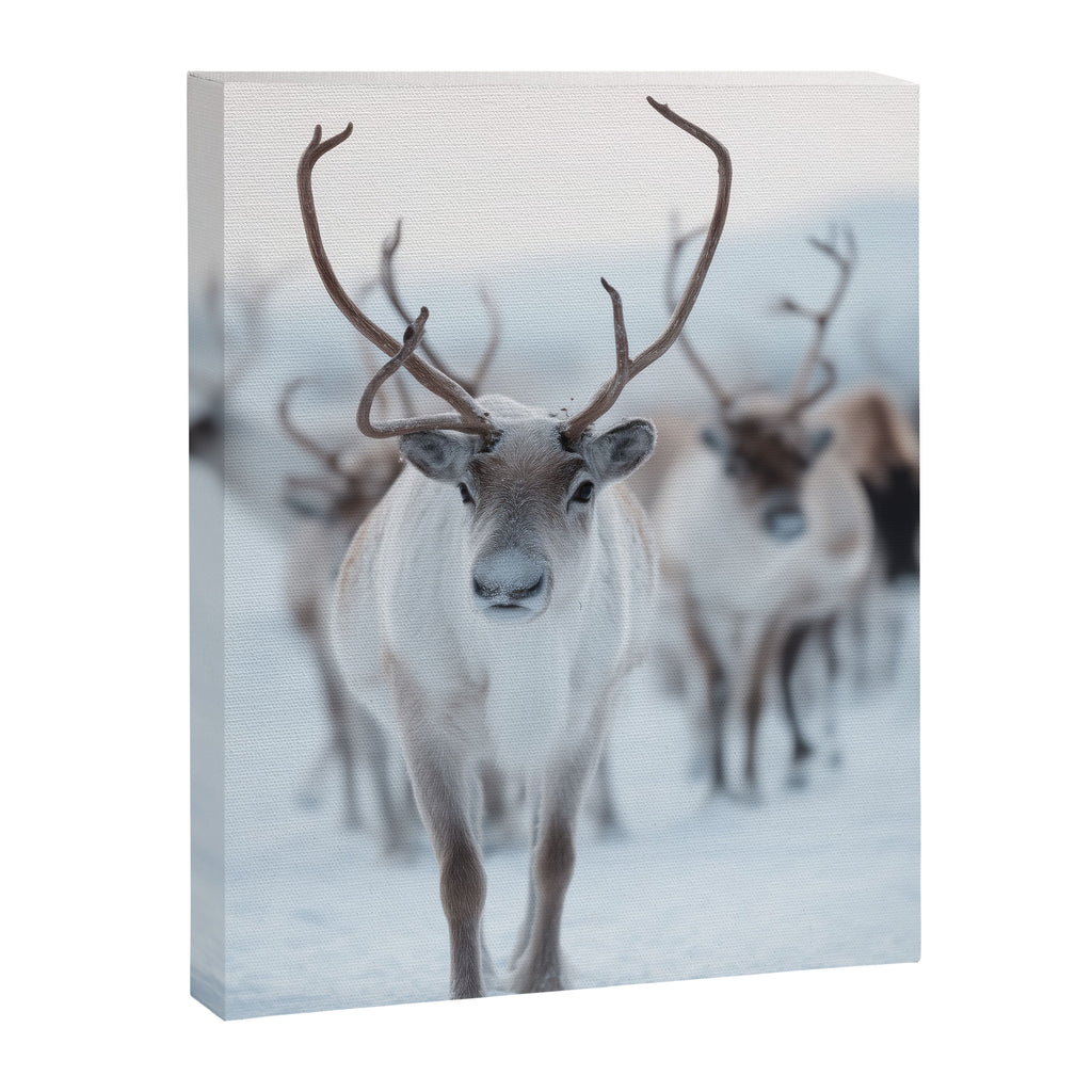 Reindeer in the Snow - Nordic Wildlife Photography Print Canvas Print Gallery Image 6