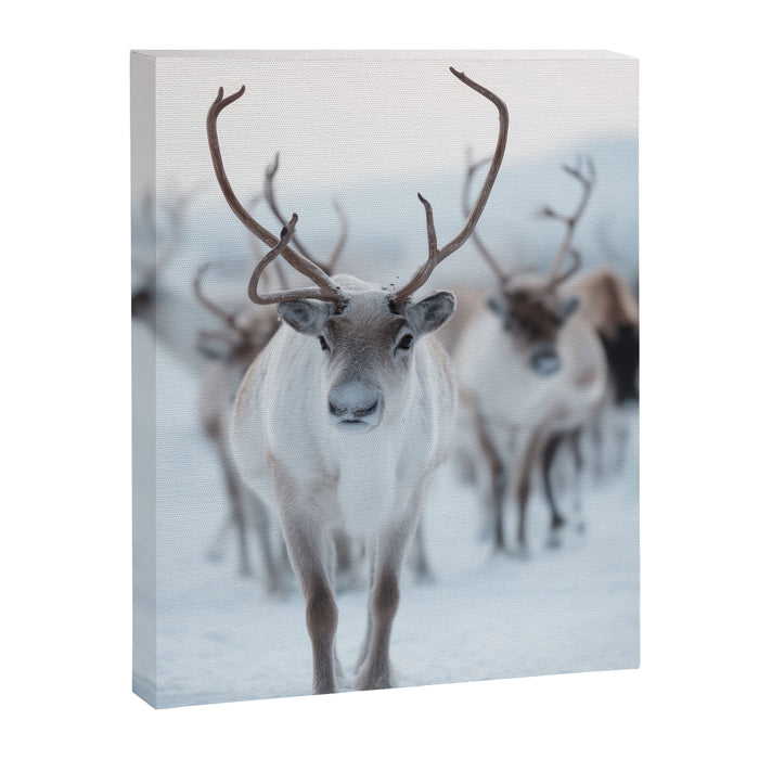 Reindeer in the Snow - Nordic Wildlife Photography Print Canvas Print Gallery Image 1