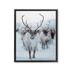 Reindeer in the Snow - Nordic Wildlife Photography Print Framed Canvas Print Gallery Image 6