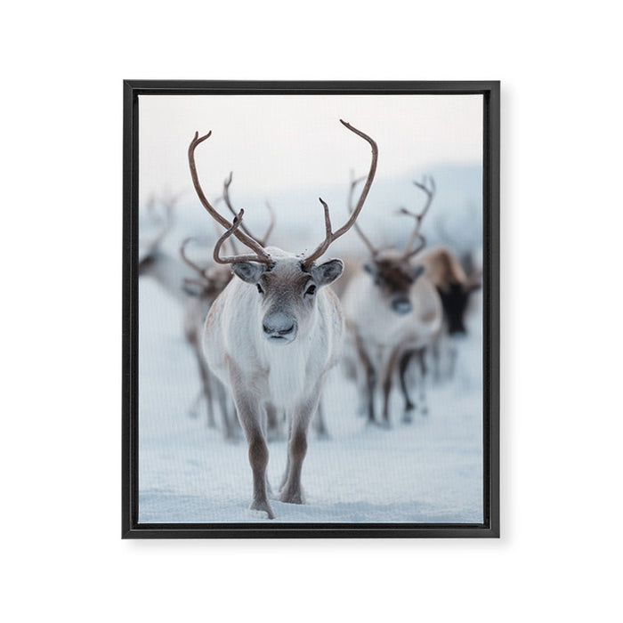 Reindeer in the Snow - Nordic Wildlife Photography Print Framed Canvas Print Gallery Image 1