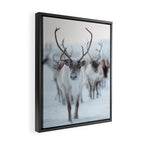 Reindeer in the Snow - Nordic Wildlife Photography Print Framed Canvas Print Gallery Image 2