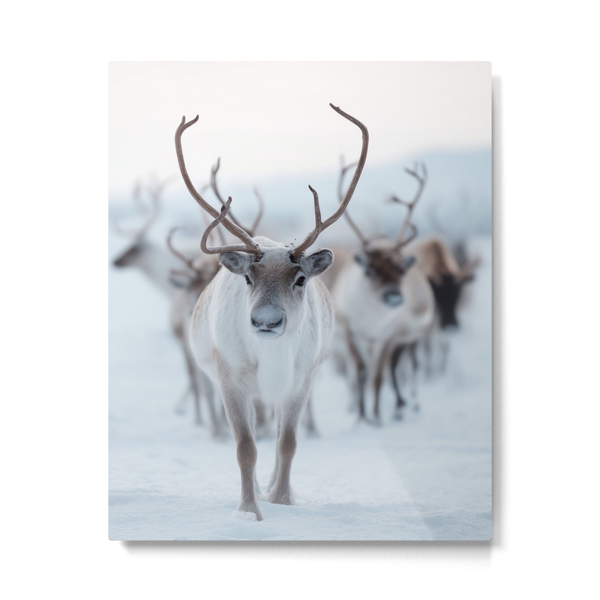 Reindeer in the Snow - Nordic Wildlife Photography Print Metal Print Gallery Image 4