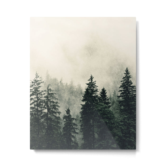 Thick pine forest in the descending mist Metal Print Gallery Image 1