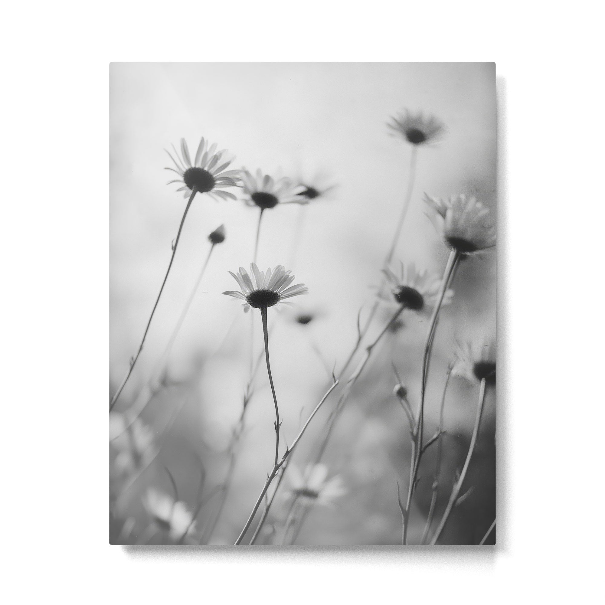Whispers in Bloom I Metal Print Gallery Image 4