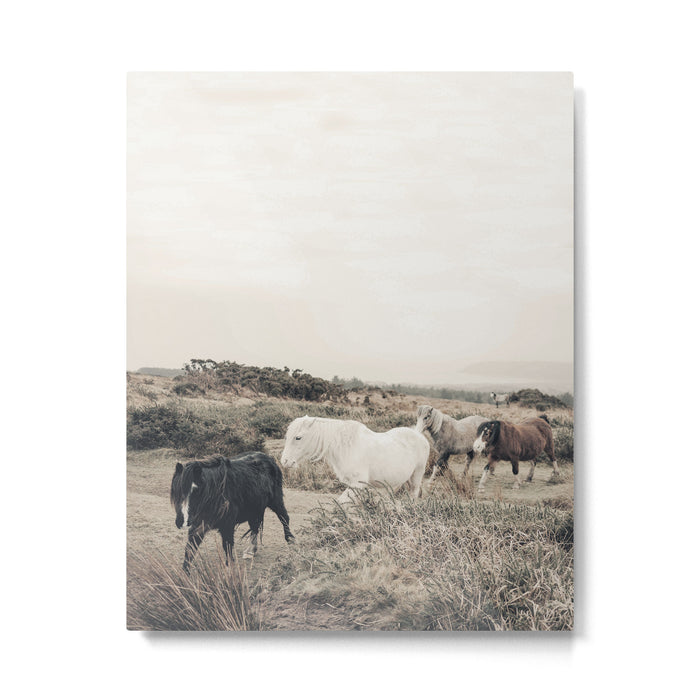 Wild horses on the endless highlands 3 Metal Print Gallery Image 1