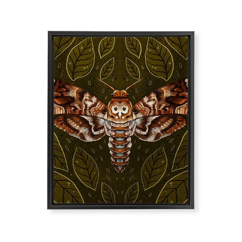 Deaths-Head Moth Framed Canvas Print Gallery Image 8