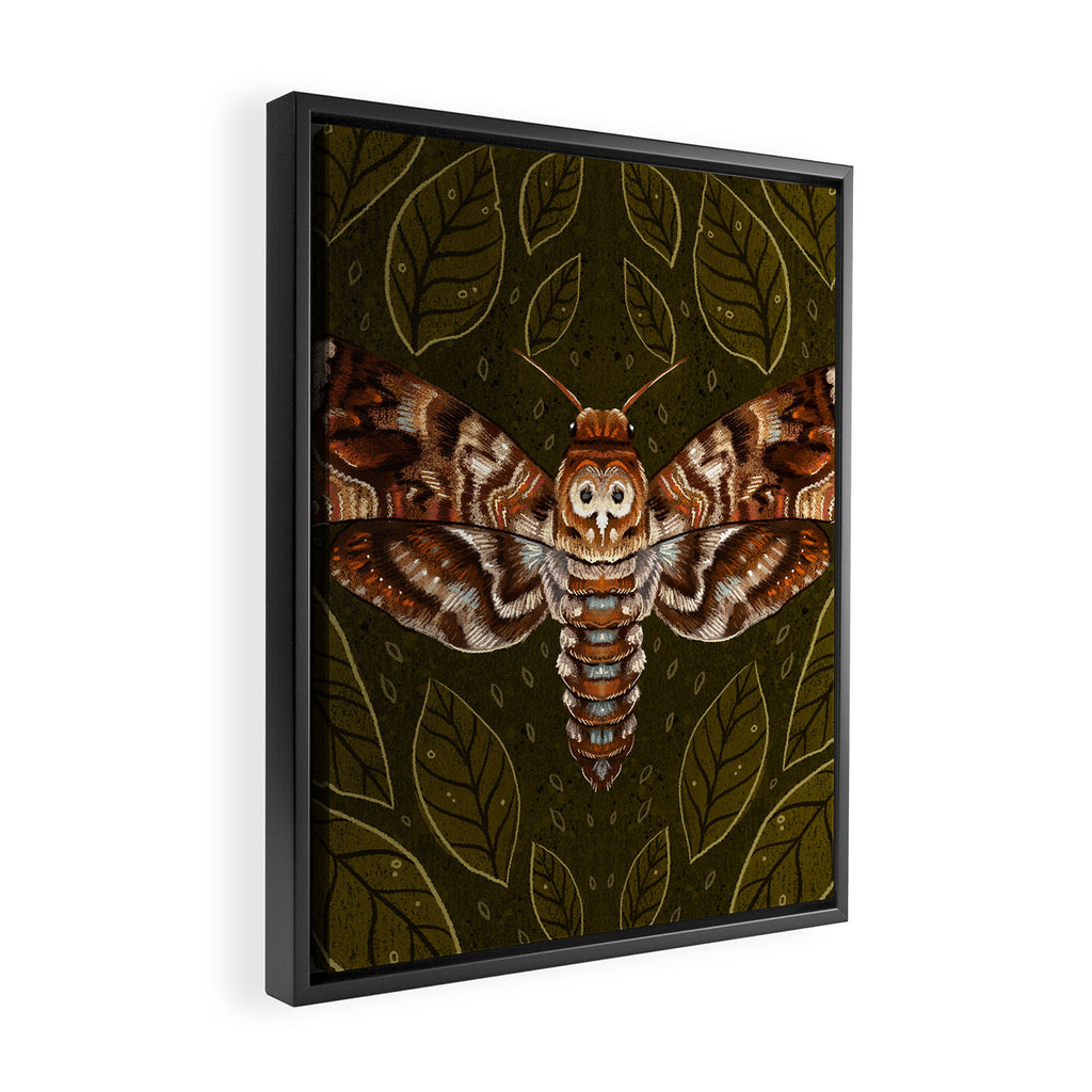 Deaths-Head Moth Framed Canvas Print Gallery Image 2