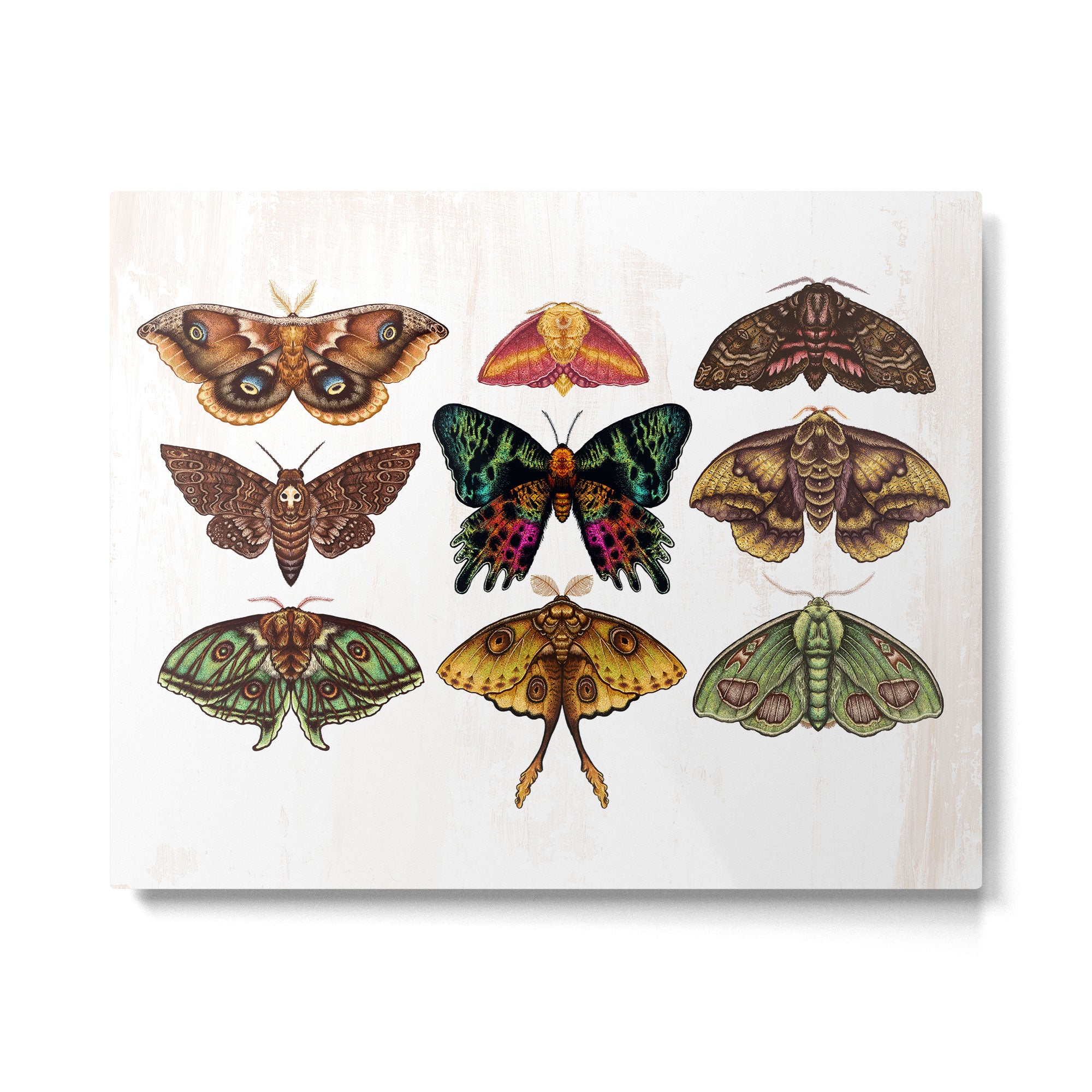 Moth Wings III Metal Print Gallery Image 4