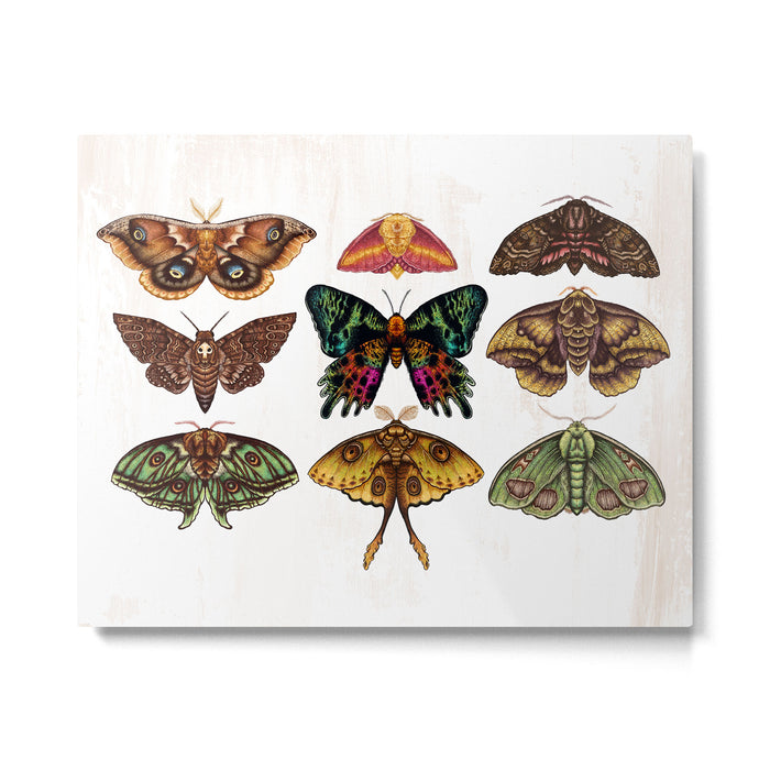 Moth Wings III Metal Print Gallery Image 1