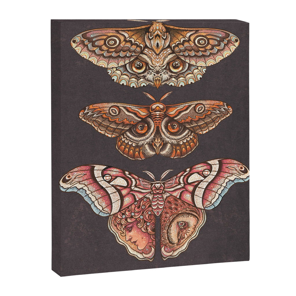 Moth Wings IV Canvas Print Gallery Image 6
