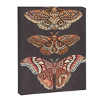 Moth Wings IV Canvas Print Gallery Image 6