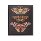 Moth Wings IV Framed Canvas Print Gallery Image 6