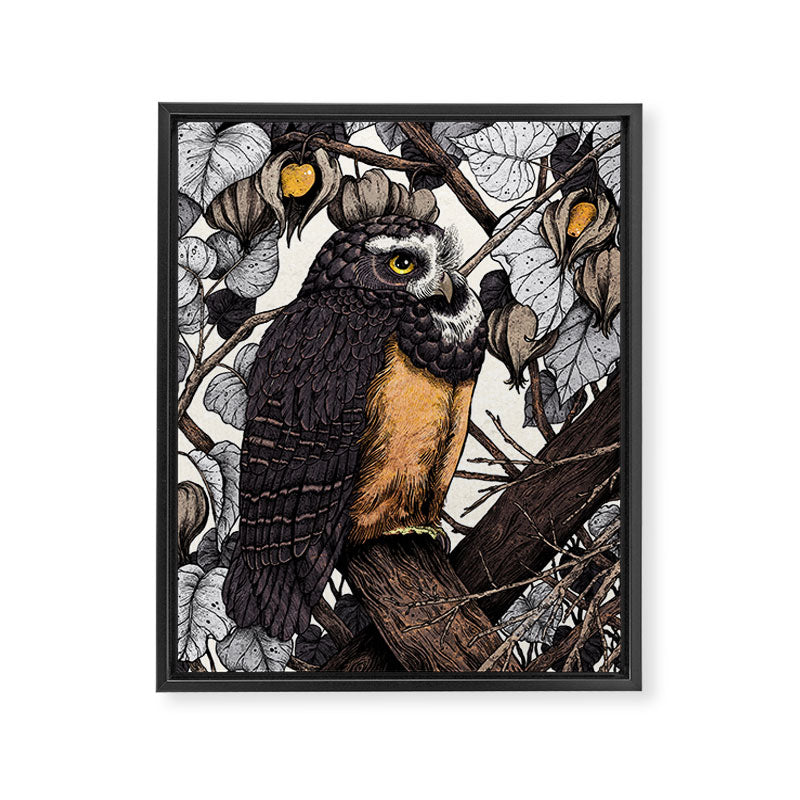 Spectacled Owl Framed Canvas Print Gallery Image 6