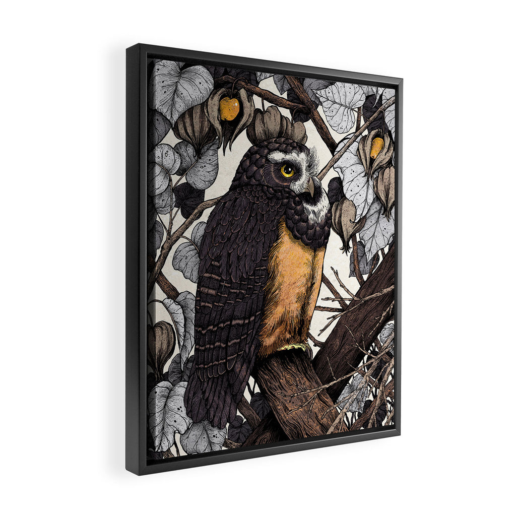 Spectacled Owl Framed Canvas Print Gallery Image 2