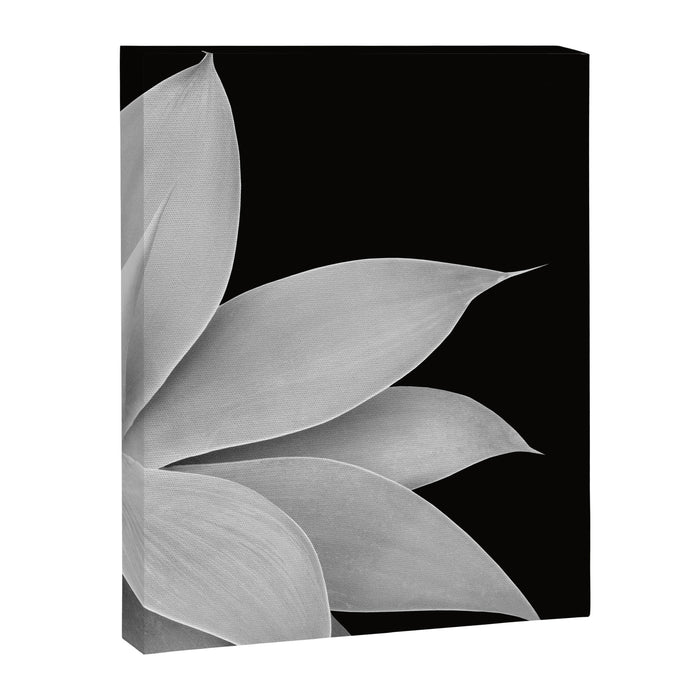 Agave Finesse #2 #tropical #decor #art #society6 Canvas Print Gallery Image 1