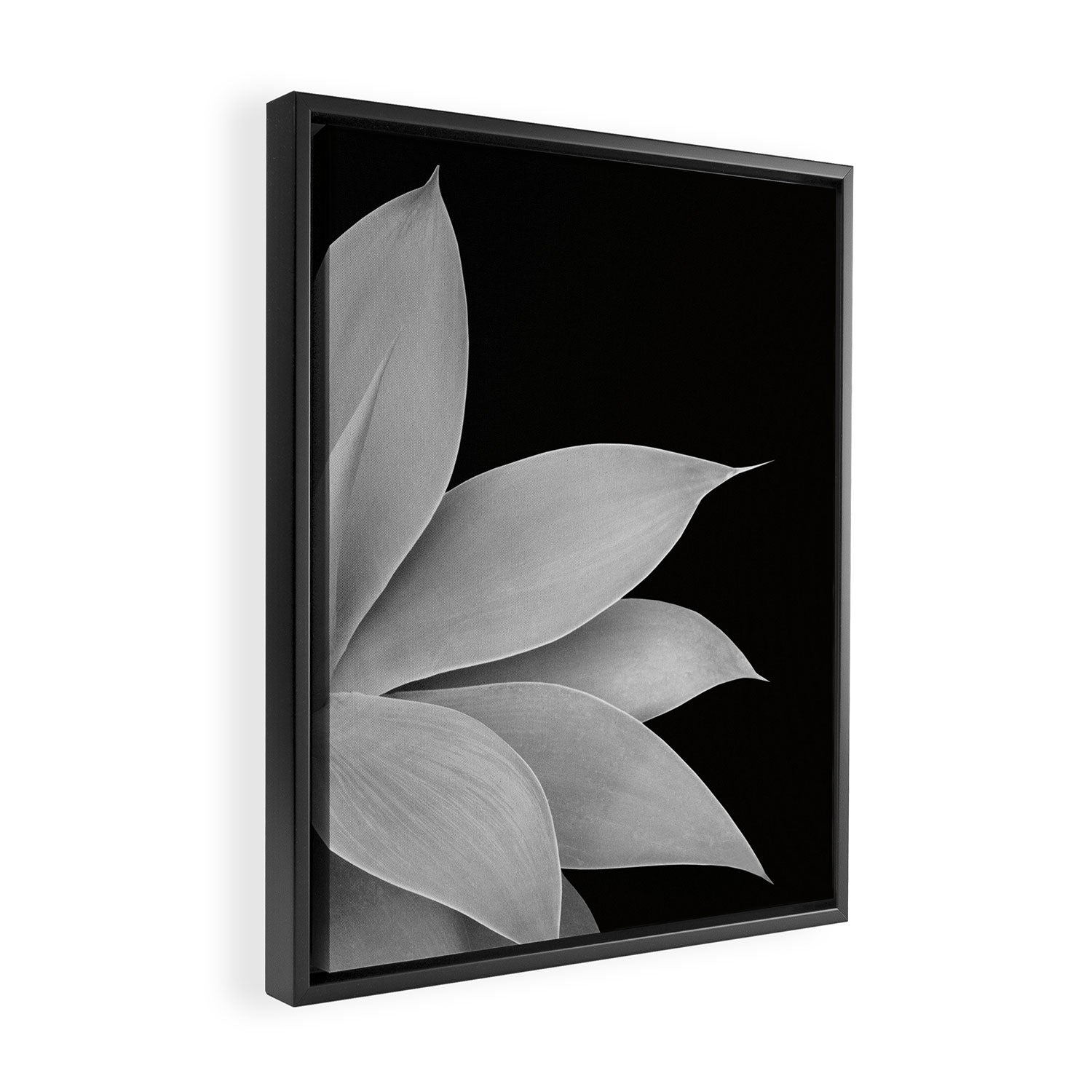 Agave Finesse #2 #tropical #decor #art #society6 Framed Canvas Print Gallery Image 2
