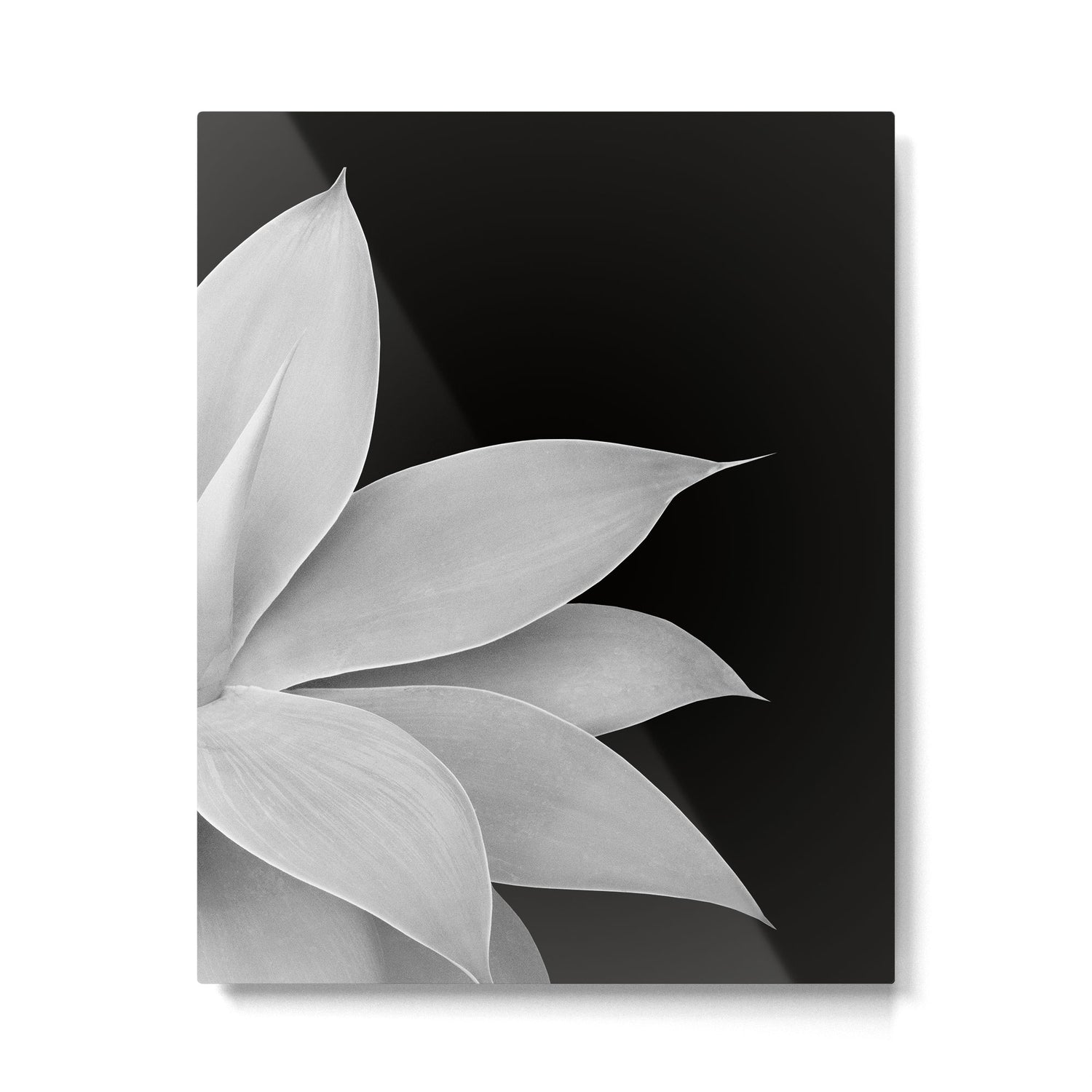 Agave Finesse #2 #tropical #decor #art #society6 Metal Print Gallery Image 6