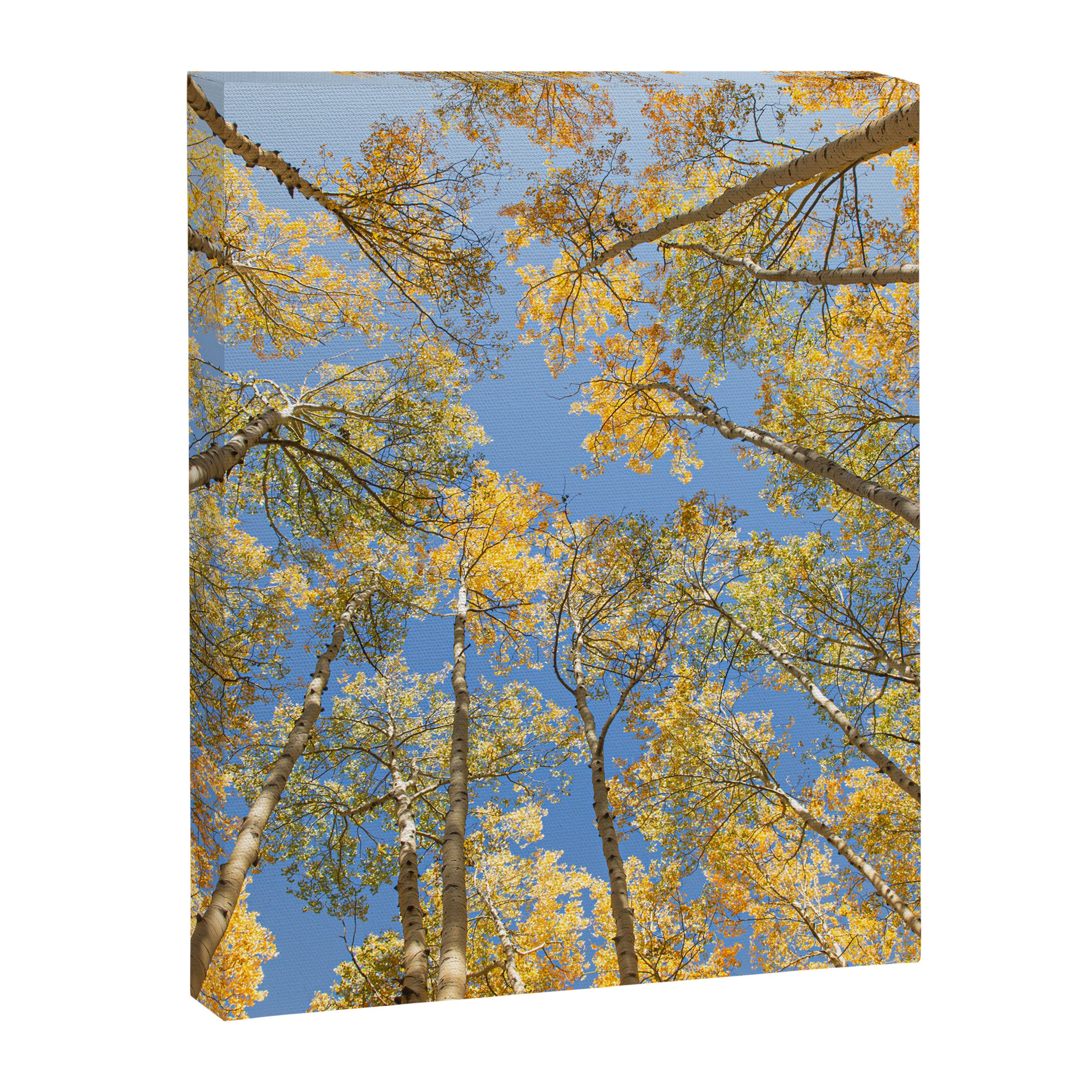 A Walk Among Aspens II Canvas Print Gallery Image 6