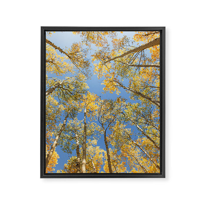 A Walk Among Aspens II Framed Canvas Print Gallery Image 1