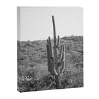 Arizona Landscape Photography x Saguaro National Park Canvas Print Gallery Image 6