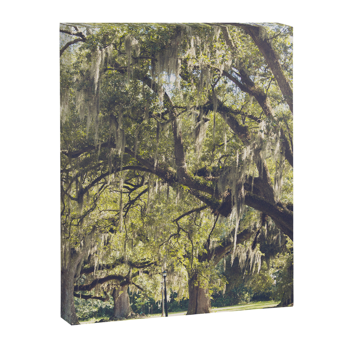 Audubon Park - New Orleans Canvas Print Gallery Image 6